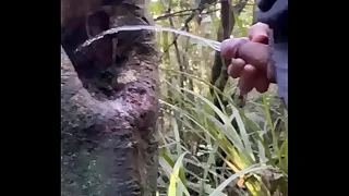 Tree holes are natural Urinal